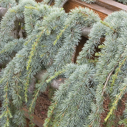 weeping blue atlas cedar