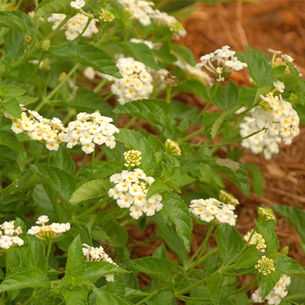 white lananta flowers