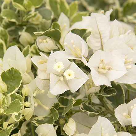 white flowers on white stripe bougainvillea