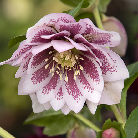 Winter Jewels® painted doubles hellebore flower