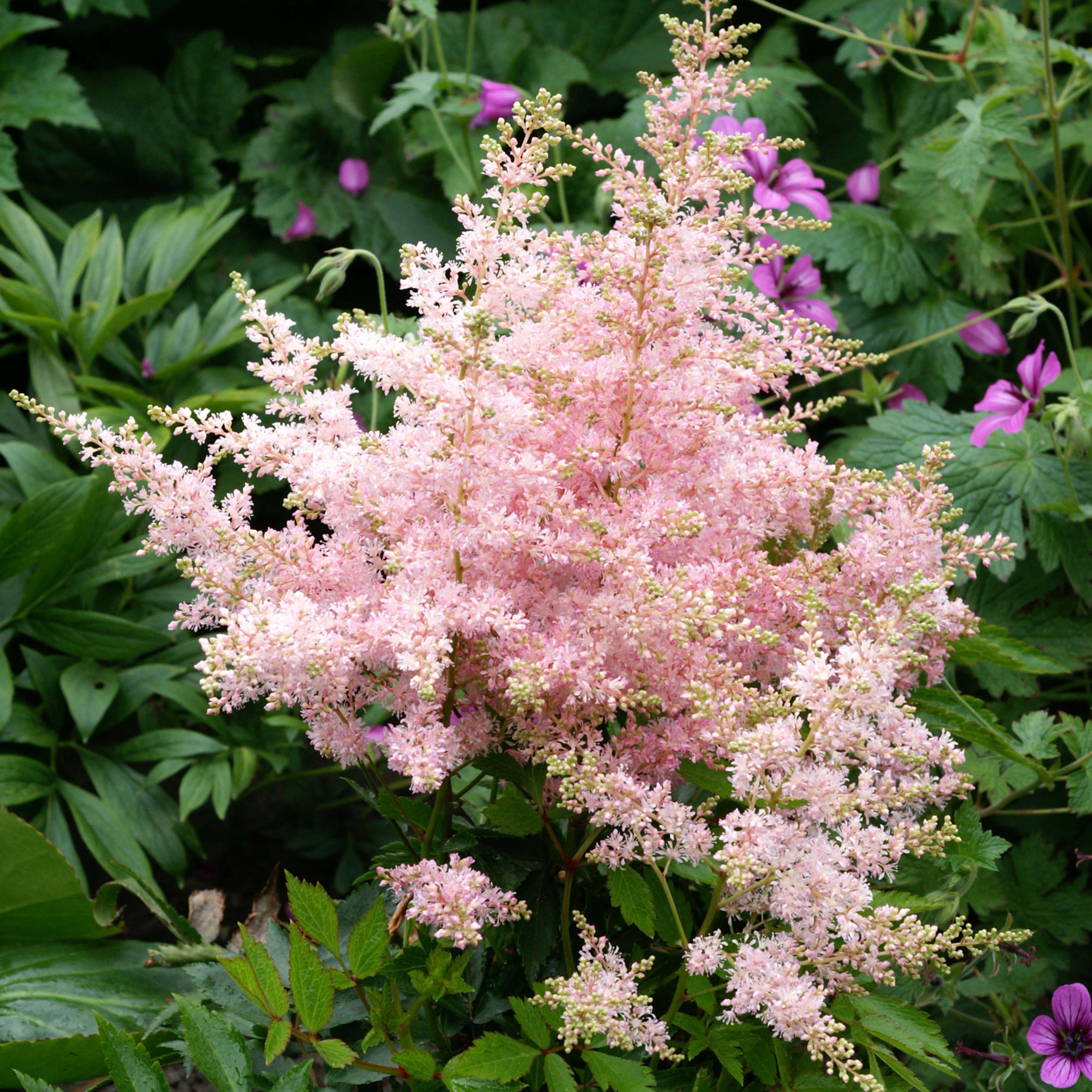 light pink astilbe flowers