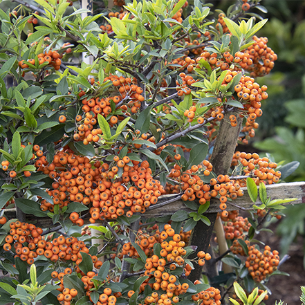 Yukon Belle® Pyracantha