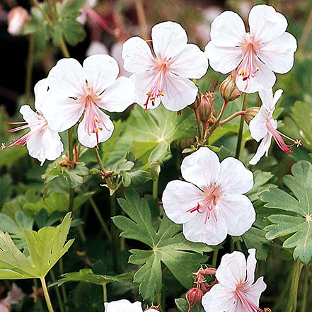 white cranesbill flowers with pink centers and green leaves