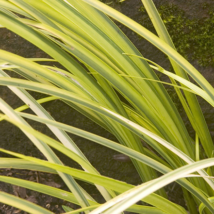 chartreuse sweet flag leaves