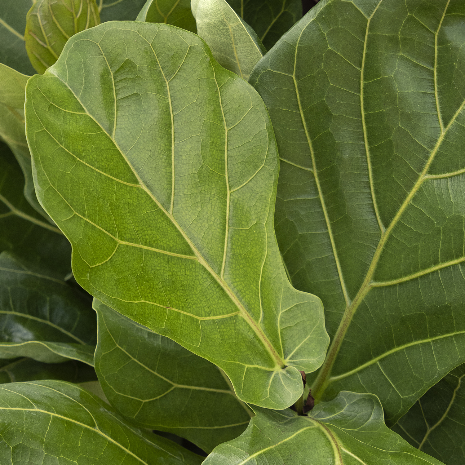 fiddle leaf fig