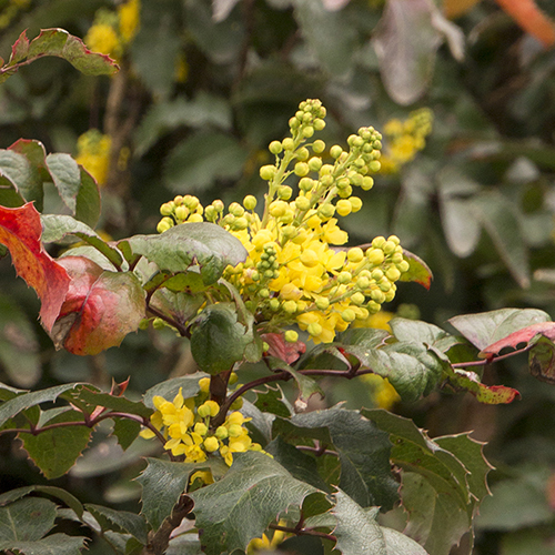 Creeping Oregon Grape