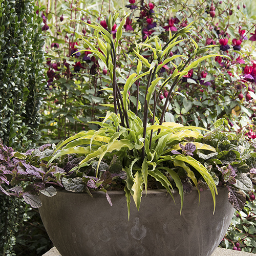 hosta in a classic urn