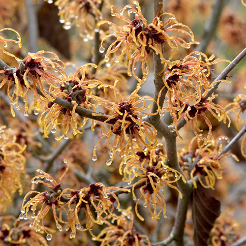 Jelena Witch Hazel