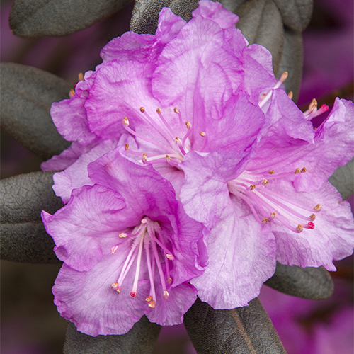 P.J.M. Elite Rhododendron