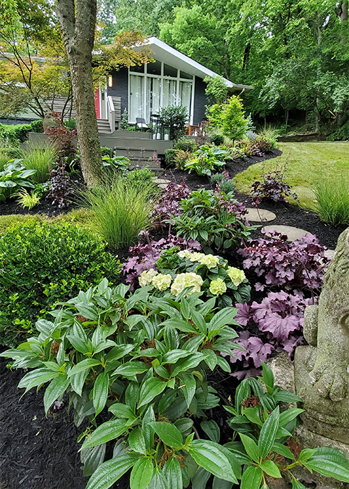 david viburnum in front with purple huechera, grasses and boxwoods in front of house and around entryway
