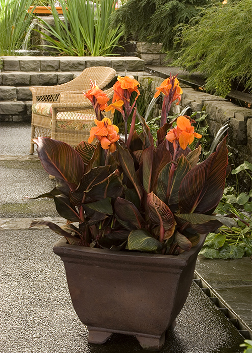 orange canna flowers and red leaves in bronze brown pot