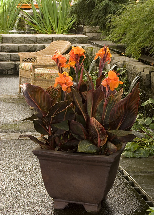 tropicanna canna in container