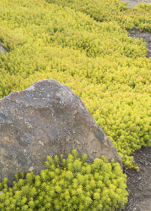 chartreuse angelina stonecrop sedum