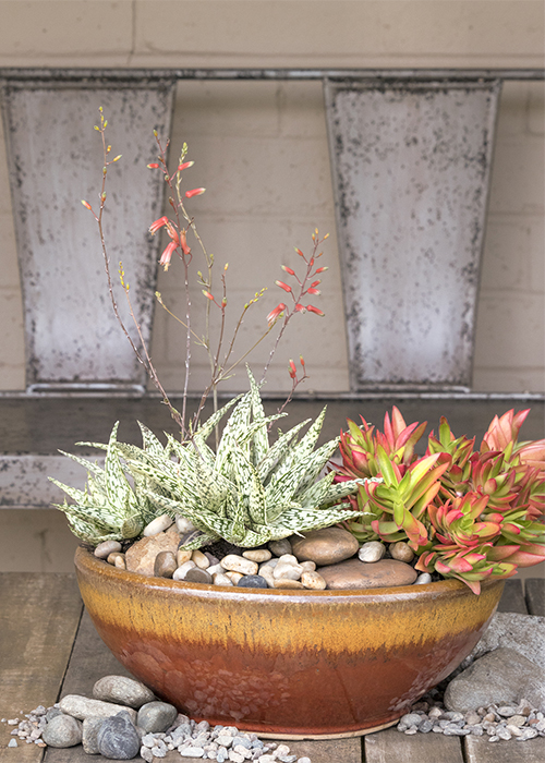 succulents in container