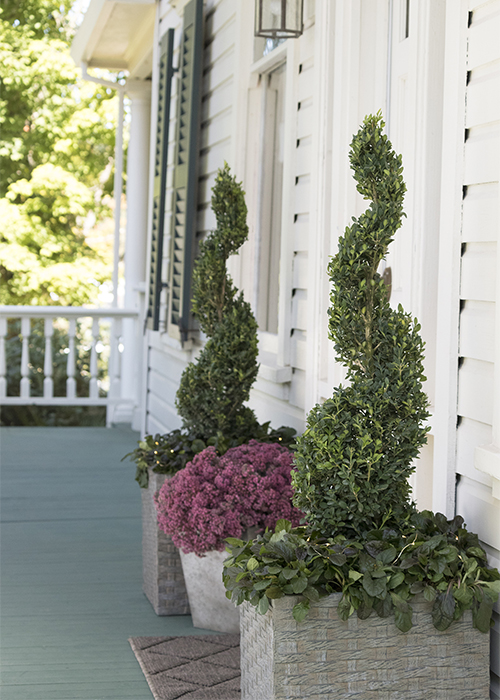 topiaries by door