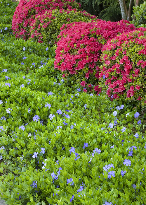 vinca groundcover with azalea shrubs