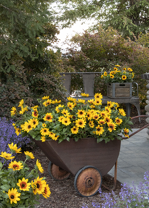 annual sunflowers in wheelbarrow container with purple flowers in border