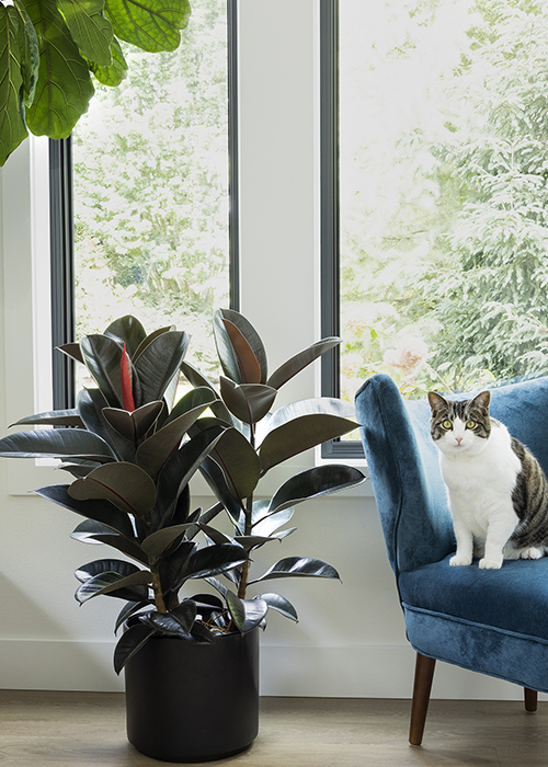 abdijan rubber plant next to blue chair with white and gray cat