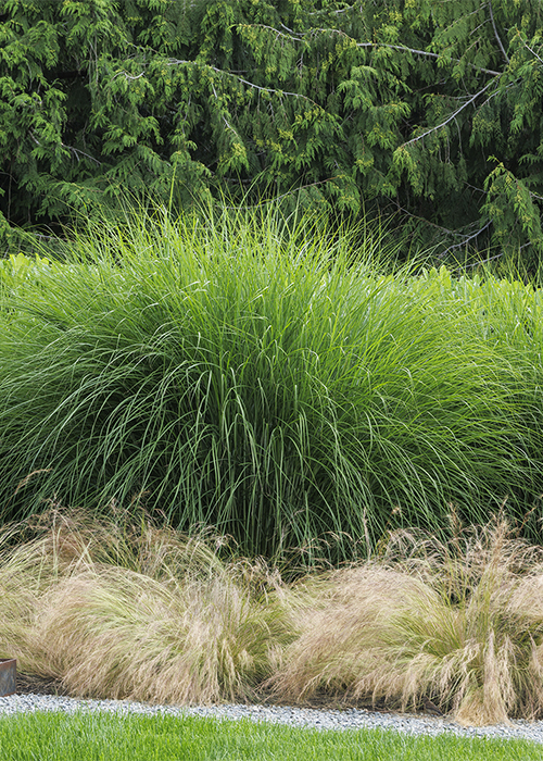 maiden grass and mexican feather grass layered next to a pathway