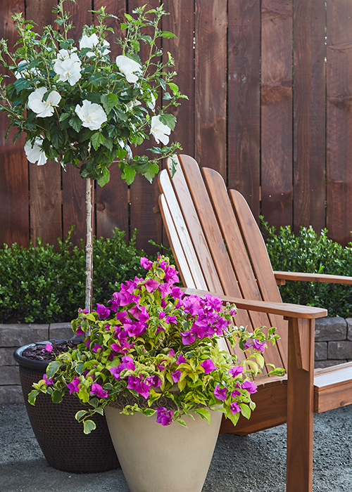 white rose of sharon tree in container and pink bougainvilla in container