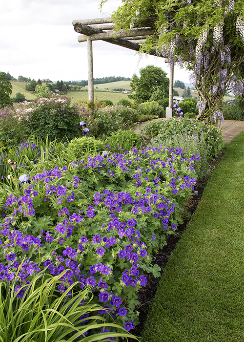 purple geranium border and arbor with wisteria