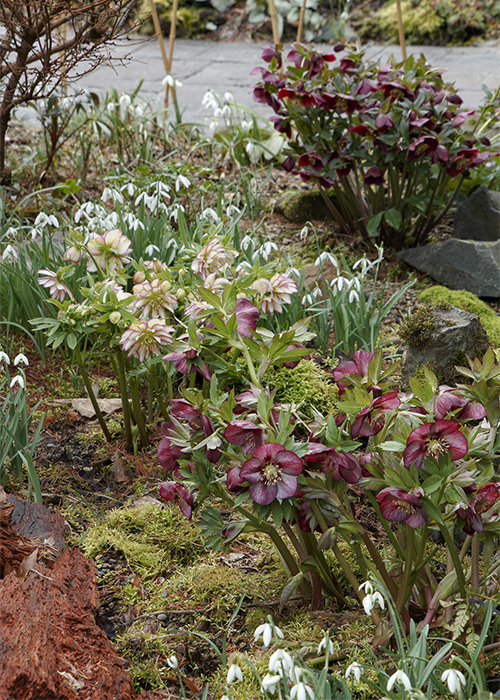 hellebores growing in a late winter garden