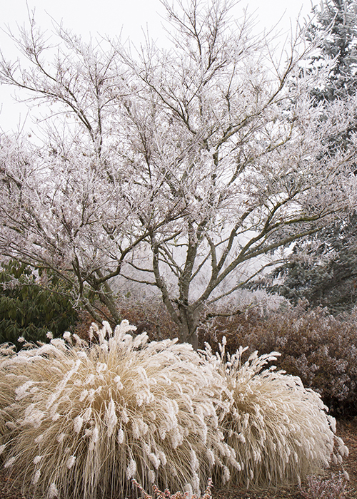 dwarf fountain grass in a frost-coated winter landscape