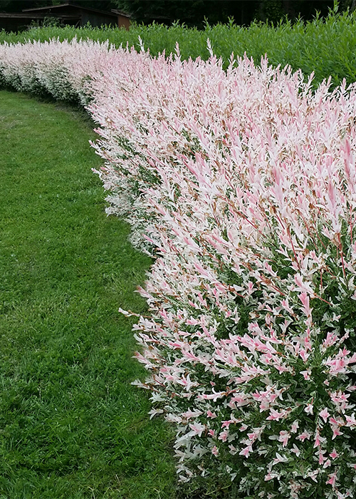 dappled willow shrubs in landscape