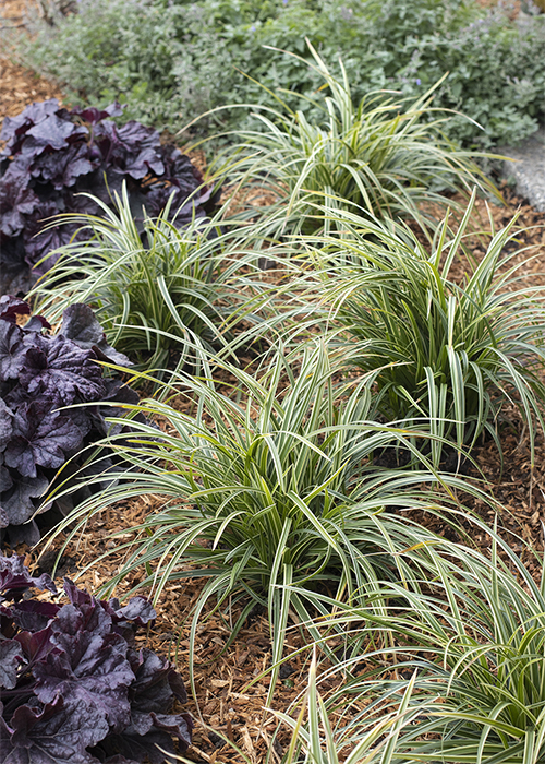 ice dance carex and puirple coral bells in mulched garden border