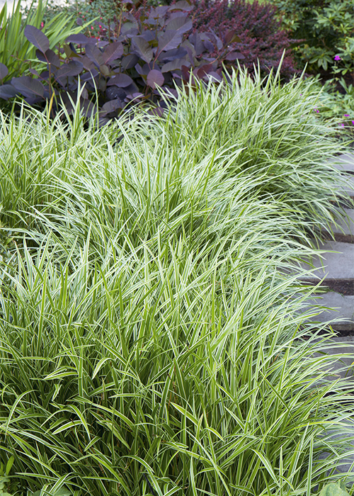 ice dance carex used as groundcover along a path