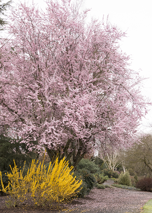 thundercloud purple leaf plum and forsynthia shrub blooming in spring