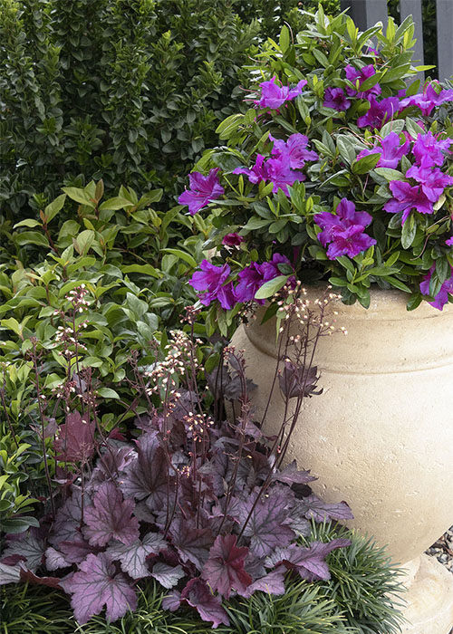 azalea in container