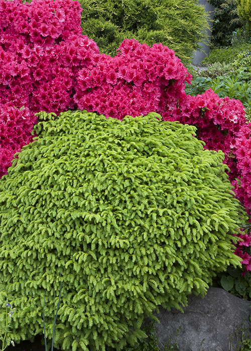 norway spruce with pink azaleas behind