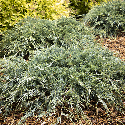 blue-green low-growing juniper