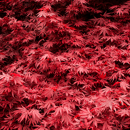 red japanese maple leaves