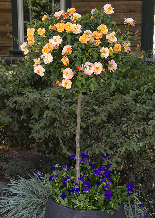 peach rose tree in container