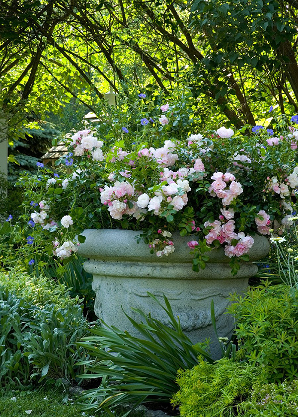 pink groundcover rose in large container