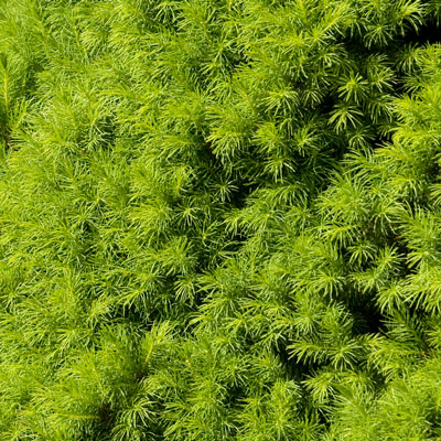 green conifer needles on dwarf alberta spruce