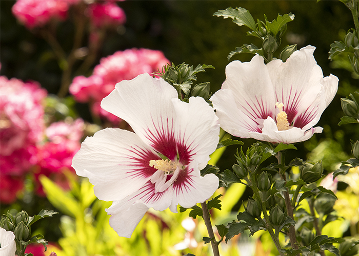 white hibiscus flowers with red center