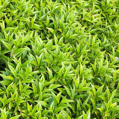 green sweetbox foliage is deer resistant