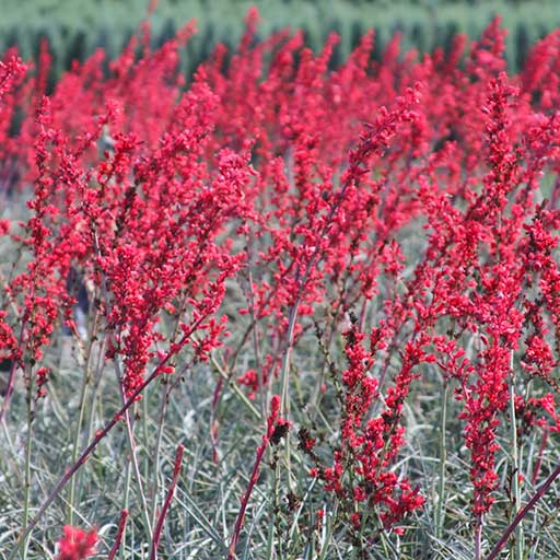 Brakelights® Red Yucca