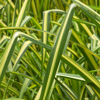 bright green and creamy yellow yucca leaves