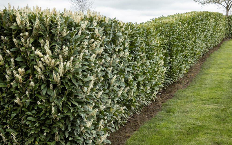 cherry laurely hedge