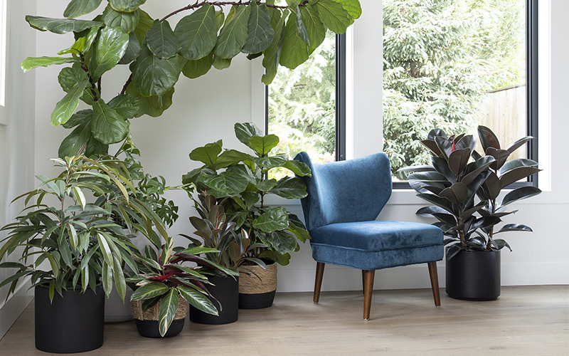 blue chair with conservatory plants around it