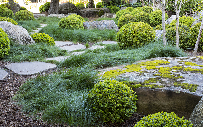 mondo grass groundcover and globe boxwoods in landscape