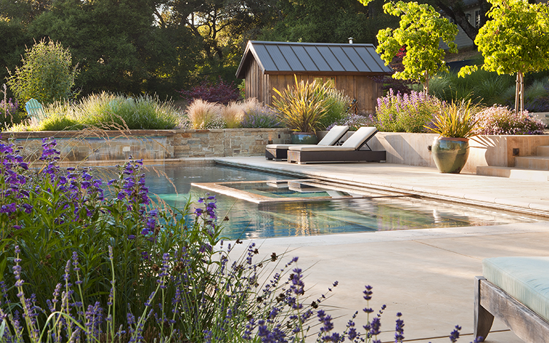 pool landscaping with purple penstemon, lavender, and grasses