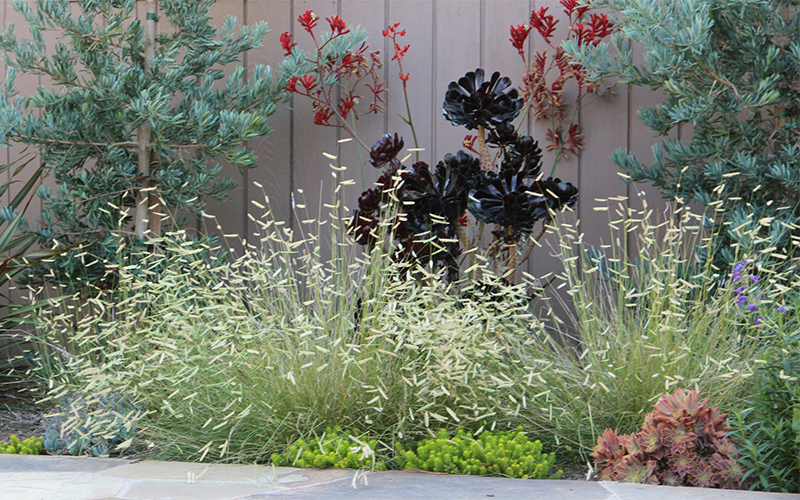 xeric garden border with blue grama grass, podacarpus, sedum, and aeonium