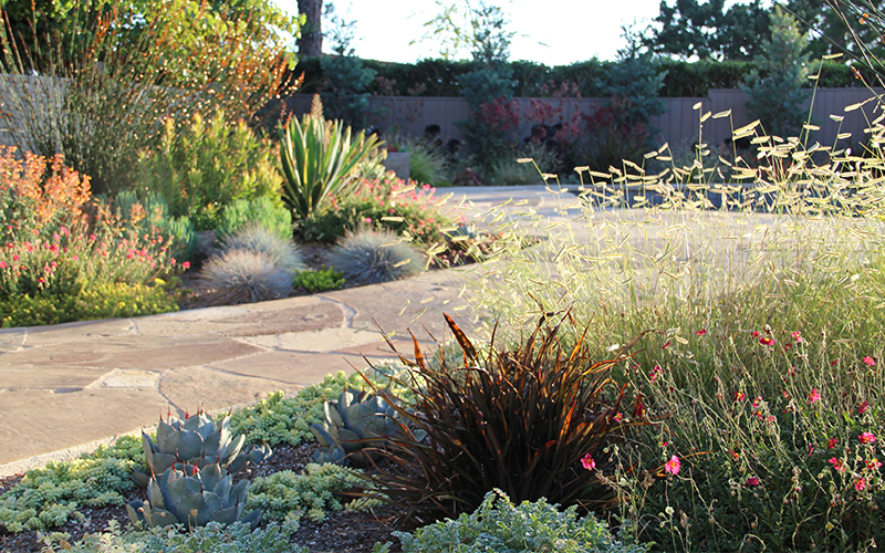 blue grama grass and new zeland flax next to pathway