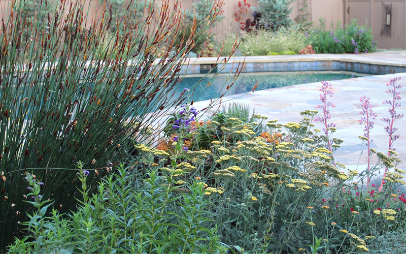 yarrow and rush next to pool in xeric garden