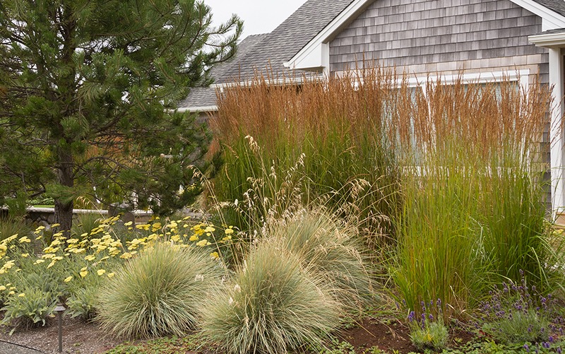 Grass used as a Privacy Screen/Hedge